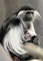 Brookfield Zoo Welcomes Baby Angolan Colobus Monkey